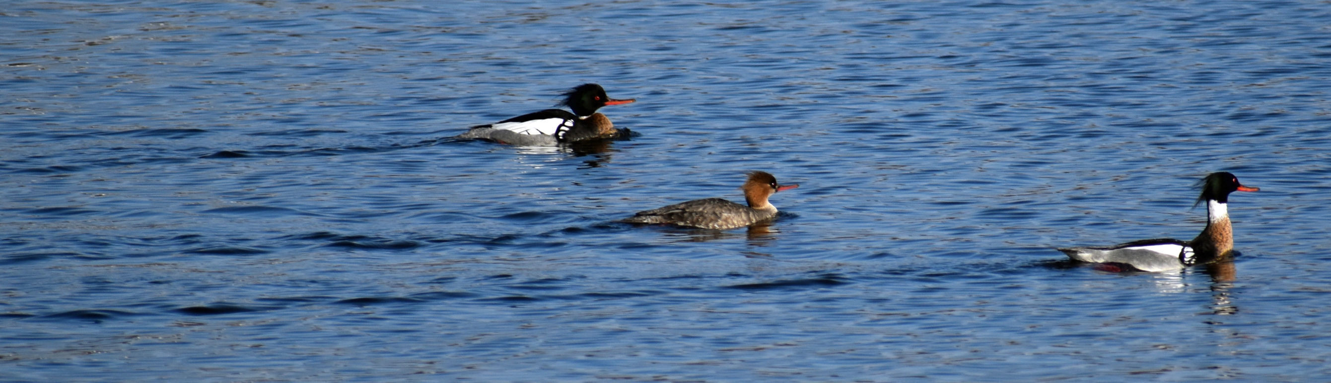 Merganser trio